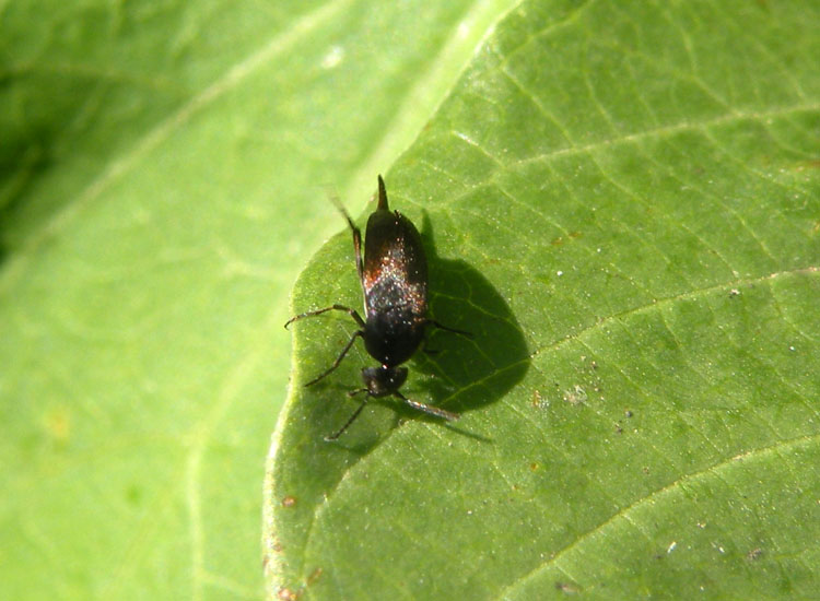Mordellidae